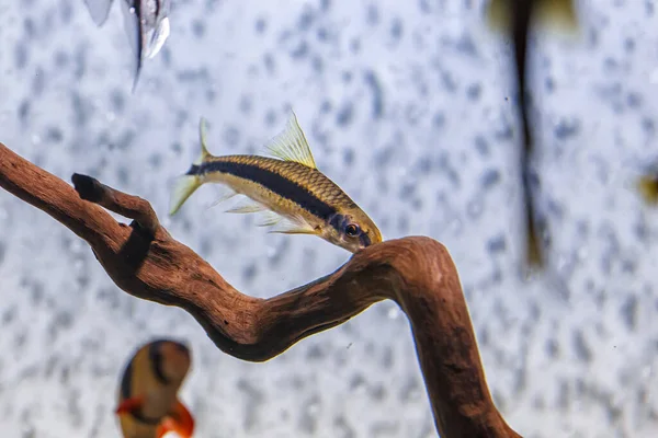 Underwater Shot Fish Chromobotia Macracanthus Close — Stockfoto