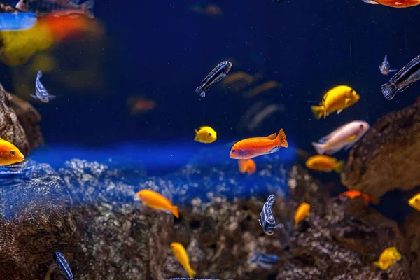 Unterwasserschuss Von Fischen Cichlidae Aus Nächster Nähe — Stockfoto