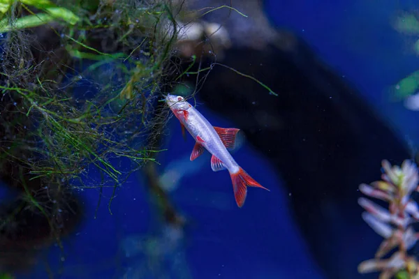 Undervattensfoto Fisk Labeo Frenatus Glofish Närbild — Stockfoto