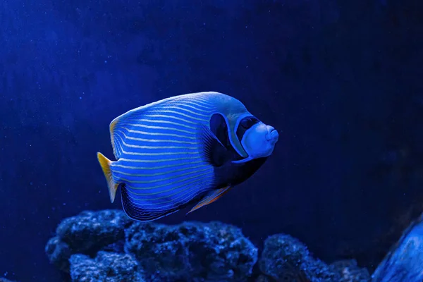 Underwater Shot Pomacanthus Imperator Fish Close — Foto Stock