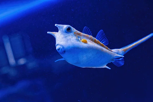 Underwater Shot Fish Lactoria Cornuta Close — Stock Photo, Image