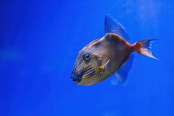 Podwodne Ujęcie Ryb Pseudobalistes Fuscus Bliska — Zdjęcie stockowe