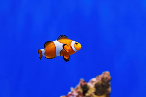 Underwater Shot Fish Amphiprion Ocellaris Close — 图库照片