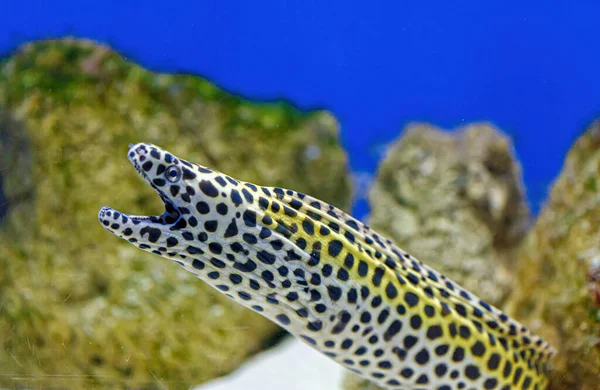Underwater Shot Gymnothorax Favagineus Fish Close — Stock Photo, Image
