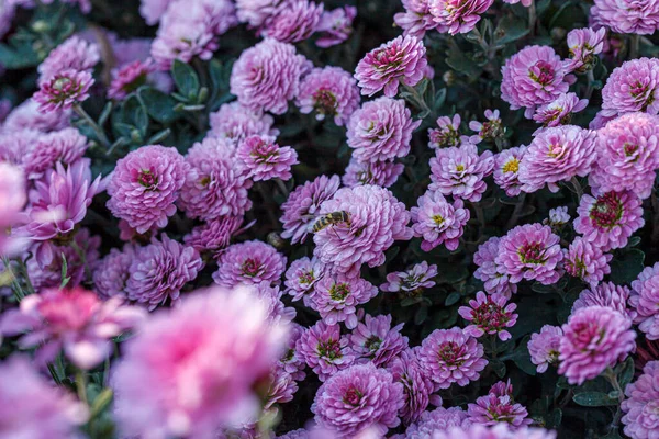 Güzel Kasımpatı Çiçeği Çalıları Pembe Renkler Kapanıyor — Stok fotoğraf