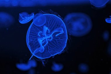 Shooting macro Jellyfish Aurelia Aurita underwater close up
