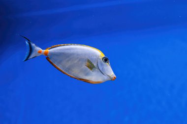 Underwater shot of fish Acanthurus mata close-up