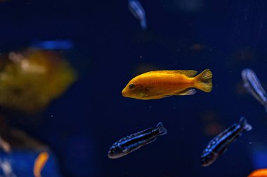 Underwater shot of fish Cichlidae close up