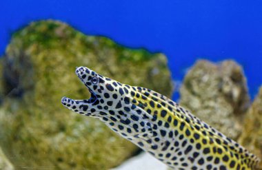 Underwater shot of Gymnothorax favagineus fish close up