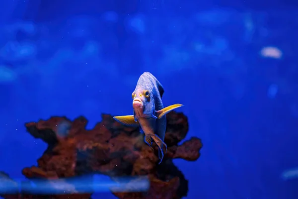 Underwater Shot Fish Pomacanthus Semicirculatus Close — стоковое фото