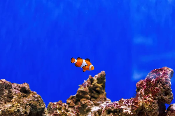 Underwater Shot Fish Amphiprion Ocellaris Close — Stock fotografie