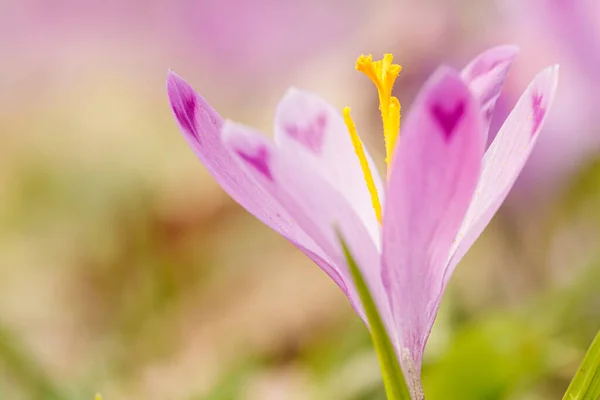 Lila Vackra Blommande Krokusar Våren Mot Bakgrund Gräs Närbild — Stockfoto