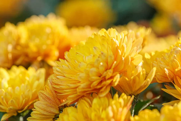 Beautiful Bushes Yellow Chrysanthemum Flowers Close — Stock Photo, Image