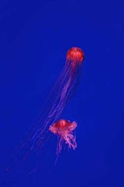 Shooting macro Chrysaora pacifica underwater close up