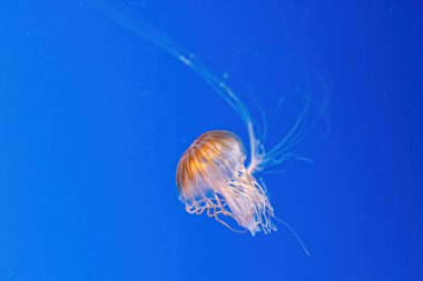 makro fotoğrafçılık. Kuzey deniz ısırganı ya da kahverengi denizanası. Yakın çekim.