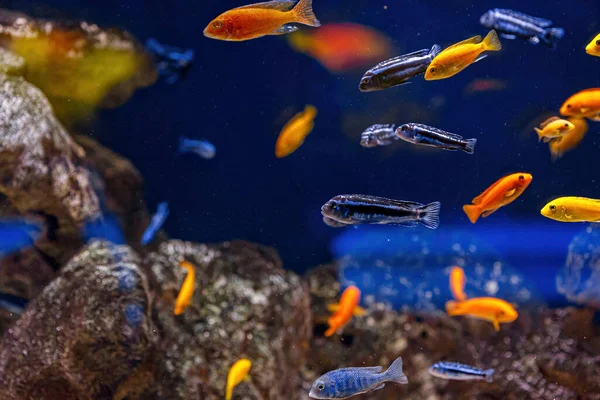 Під Водою Вистрілив Риби Cichlidae — стокове фото