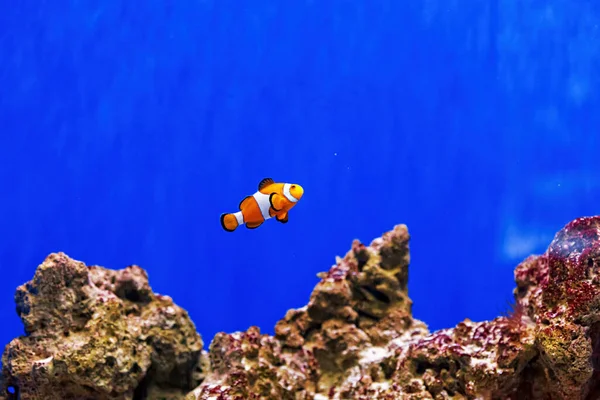 Underwater Shot Fish Amphiprion Ocellaris Close — Stock fotografie
