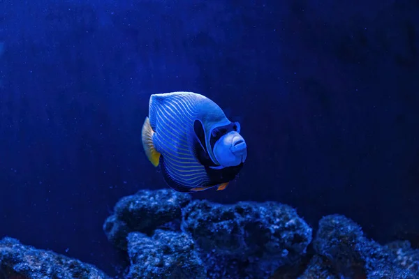 Underwater Shot Pomacanthus Imperator Fish Close — Foto Stock