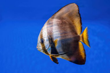 Underwater shot of fish Platax orbicularis close up