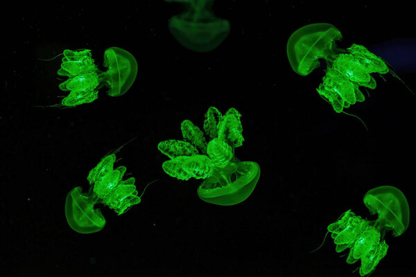 Shooting macro Lychnorhiza lucerna underwater close up