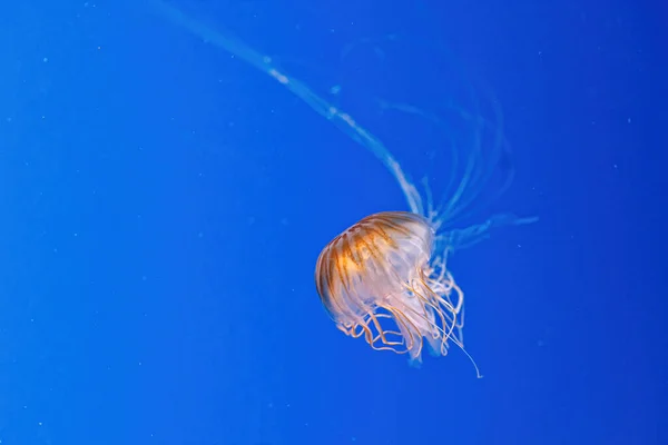 Macro Photography Underwater Northern Sea Nettle Brown Jellyfish Jellyfish Close — Stock Photo, Image