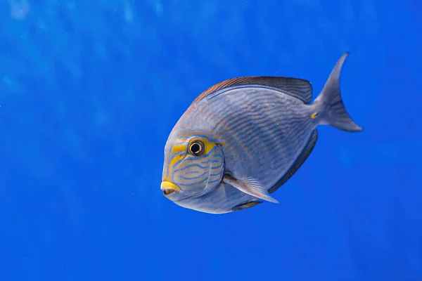Underwater Shot Fish Acanthurus Mata Close — Stock fotografie