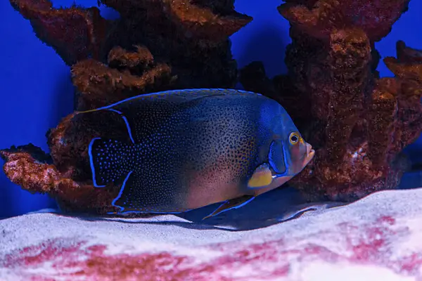 Underwater Shot Fish Pomacanthus Semicirculatus Close — Stock Fotó