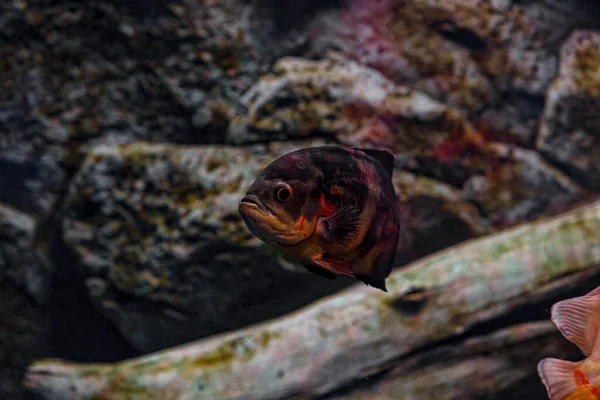 Unterwasseraufnahmen Von Oscar Fischen Fischen Aus Nächster Nähe — Stockfoto