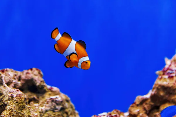 Underwater Shot Fish Amphiprion Ocellaris Close — Stockfoto