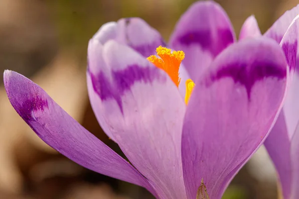 Púrpura Hermosa Floración Cocoteros Primavera Sobre Fondo Hierba Cerca —  Fotos de Stock