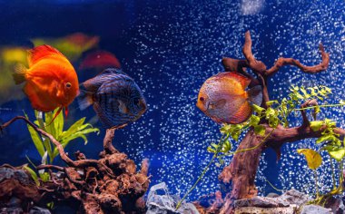 Underwater shot of Symphysodon fish close-up