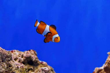 Underwater shot of fish Amphiprion ocellaris close up clipart