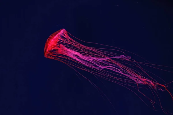 Tiro Macro Chrysaora Pacifica Subaquático Perto — Fotografia de Stock