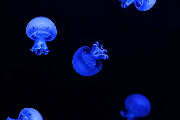 Shooting Macro Jellyfish Spotted Lagoon Underwater Close — Fotografia de Stock