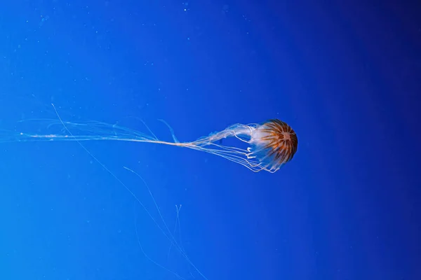 Macro Photography Underwater Northern Sea Nettle Brown Jellyfish Jellyfish Close — Foto de Stock
