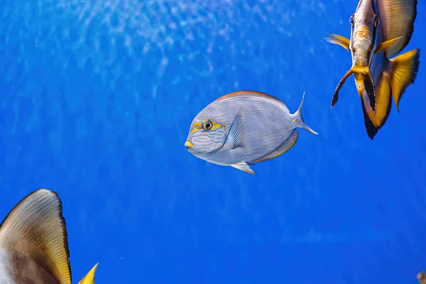 Underwater Shot Fish Acanthurus Mata Close — Foto Stock