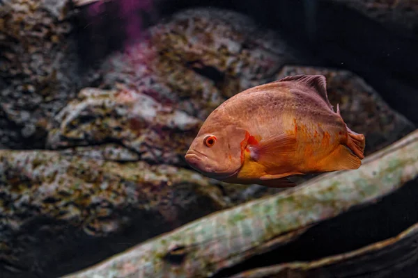 Underwater Photography Oscar Fish Fish Close — 스톡 사진