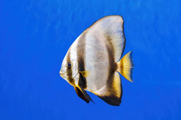 stock image Underwater shot of fish Platax orbicularis close up