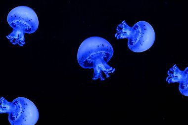 Shooting macro Jellyfish Spotted Lagoon underwater close up