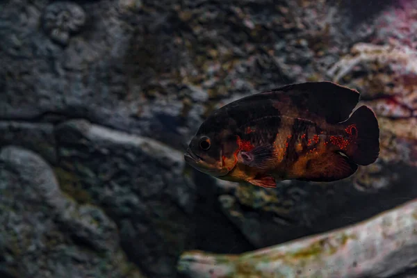 Onderwaterfotografie Van Oscar Fish Fish Close — Stockfoto
