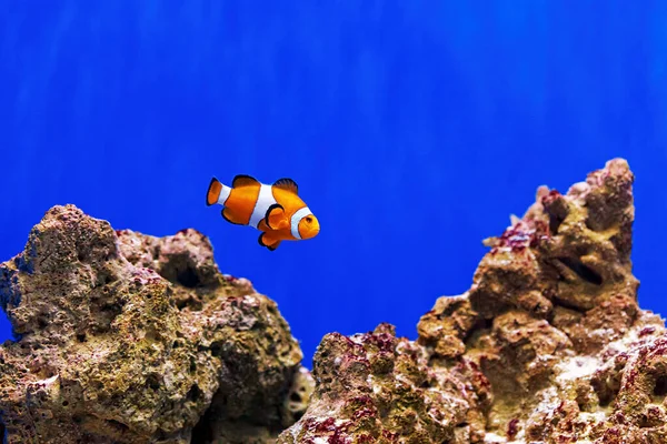 Underwater Shot Fish Amphiprion Ocellaris Close — Stock Photo, Image