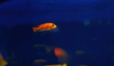 Underwater shot of fish Cichlidae close up