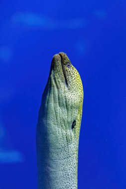 Underwater shot of fish Gymnothorax funebris close up