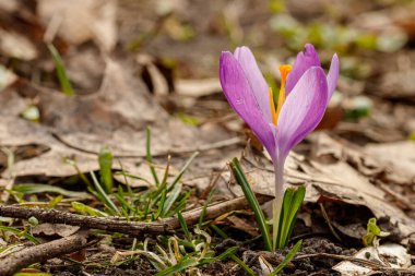 İlkbaharda çimenlerin arka planında çiçek açan mor timsahlar.
