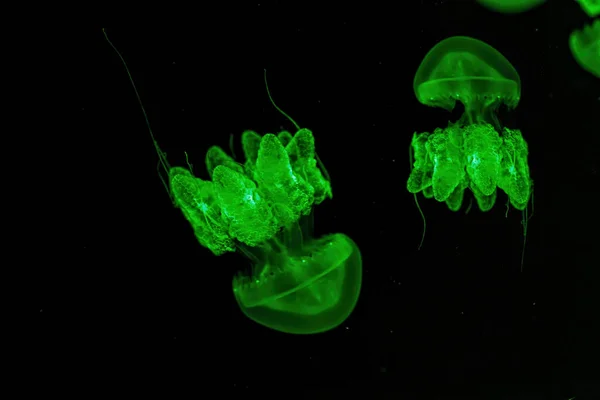 stock image Shooting macro Lychnorhiza lucerna underwater close up