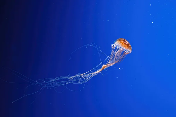 stock image macro photography underwater northern sea nettle or brown jellyfish jellyfish close-up