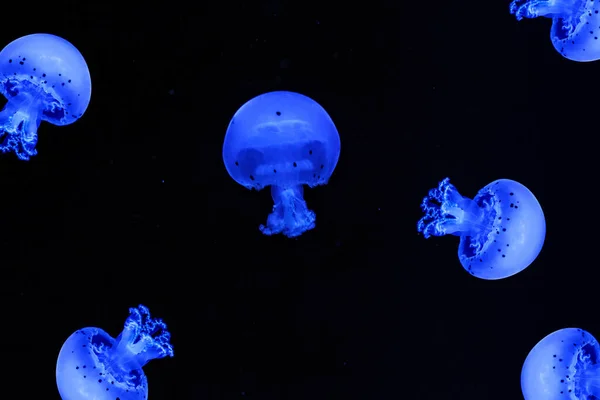 Shooting Macro Jellyfish Spotted Lagoon Underwater Close — Stockfoto