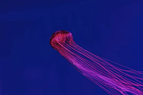 Σκοποβολή Μακροεντολή Chrysaora Pacifica Υποβρύχια Από Κοντά — Φωτογραφία Αρχείου