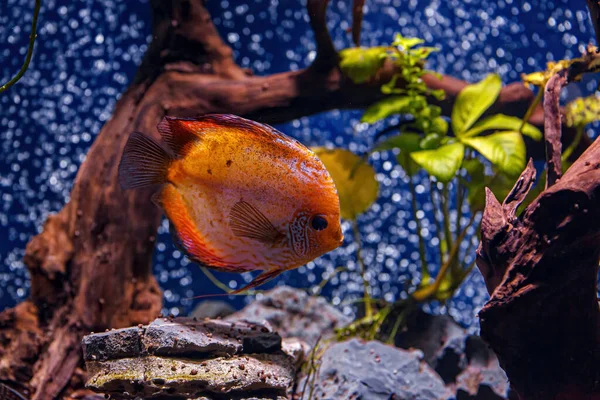Underwater Shot Symphysodon Fish Close — Stockfoto