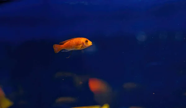 Underwater Shot Fish Cichlidae Close — Stock Photo, Image